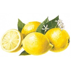SIRUP von süßer Zitrone Bigallet 1 L