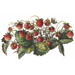 SIRUP von wilden Erdbeeren Bigallet 1 L