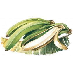 SIROP de Banane Bigallet 1 L